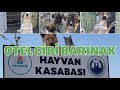 OTEL KONFORUNDA HAYVAN BARINAĞI | Nevşehir Hayvan Kasabasını ziyaret ettik