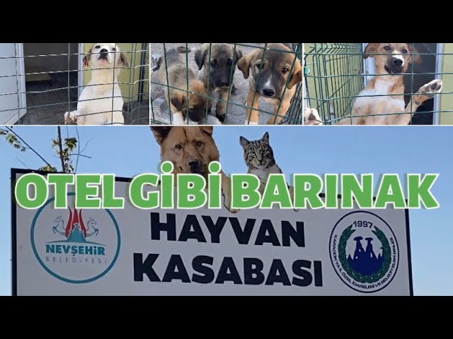 Otel Konforunda Hayvan Barinagi Nevsehir Hayvan Kasabasini Ziyaret Ettik Youtube