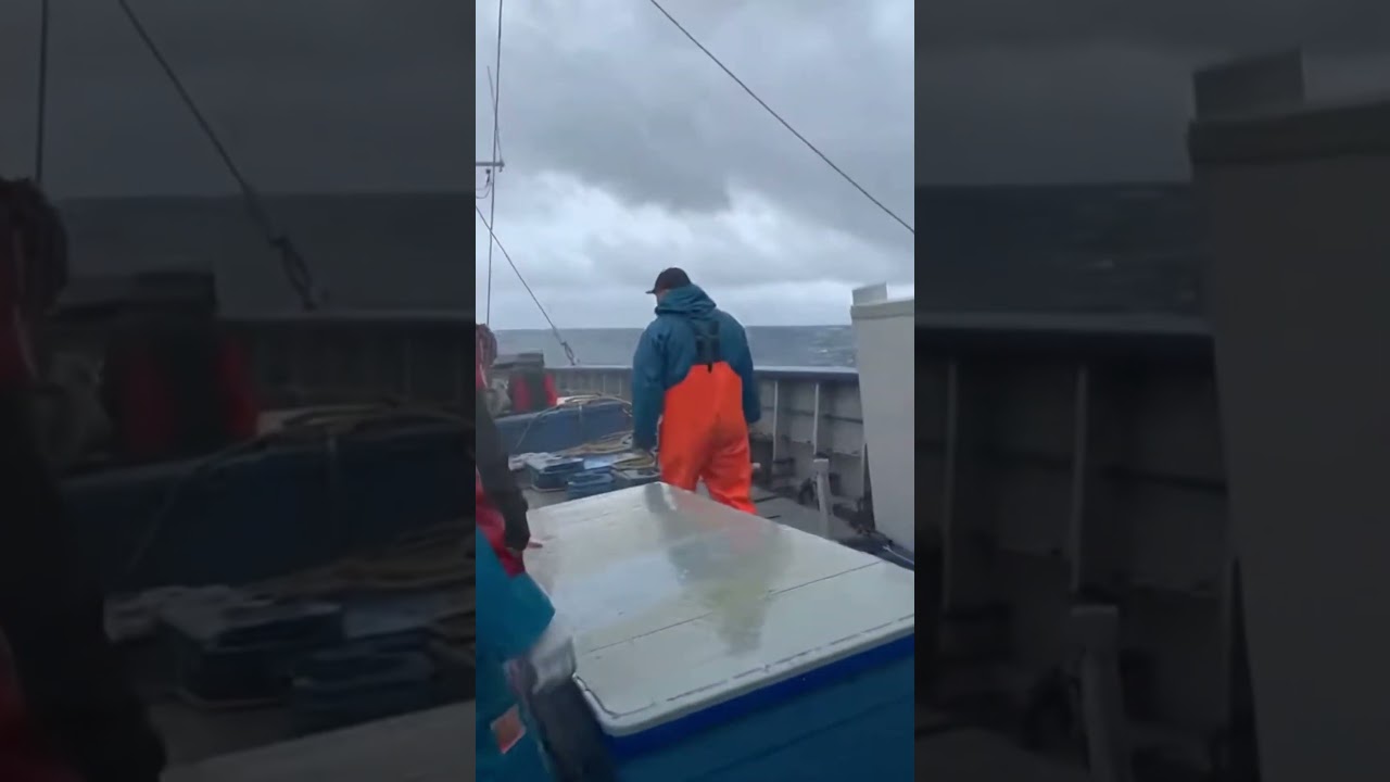 Fish, a Whale, Then Dolphins, Chaos Explodes on the Boat
