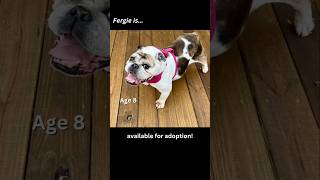 Fergie Is Available For Adoption Visit Bullies2Therescue For Our Adoption Policies And Process