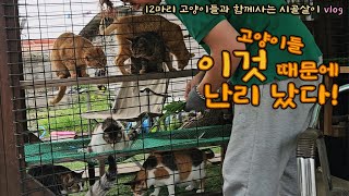 고양이들 이것 때문에 또 난리네요..../ 12마리 고양이들과 함께 하는 시골살이 vlog #더덕 #도라지