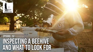 Inspecting a Beehive and What to Look for - The Bush Bee Man