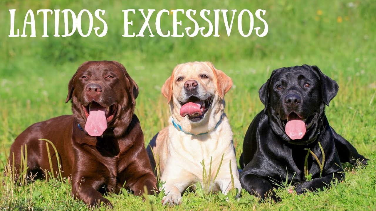 Latidos excessivos Clearance