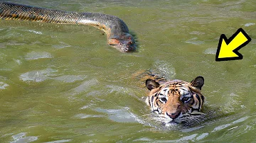 ¿Cuál es la fuerza de un tigre?