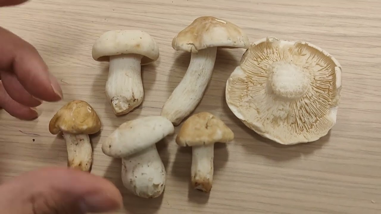 Aprende a reconocer la exquisita seta de primavera, perretxico, seta de San Jorge y consúmela.