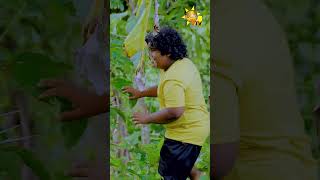 ජබබග එකම වනද මදලලයව අවසසන එක