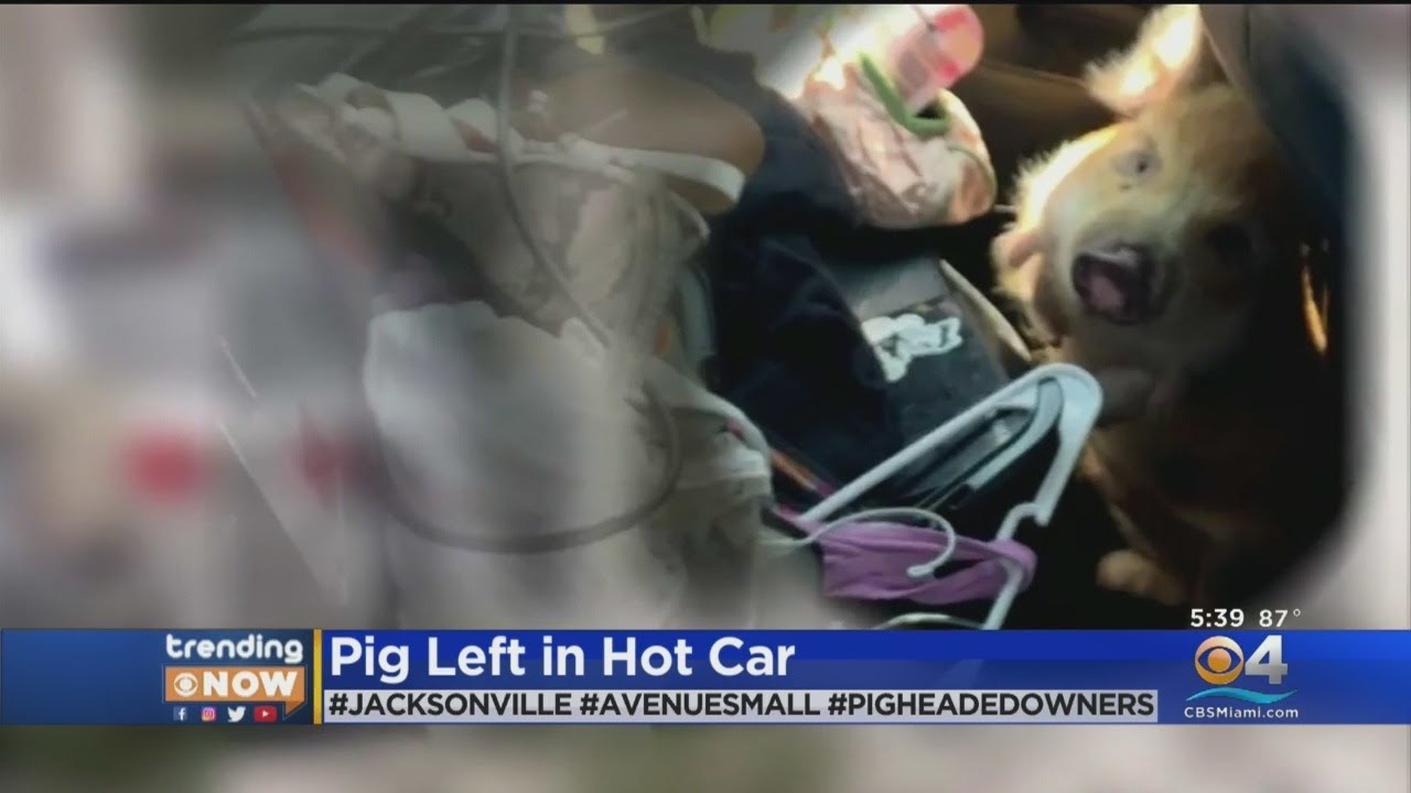 Pet Pig Left In Hot Car, Owners Arrested & Charged With Animal Cruelty ...