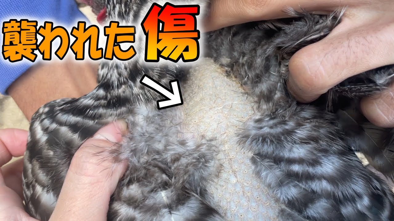 コパークラフト  鶏と子供 🐔 5-Month-Old Chickens Go Wild for Kitchen Scraps! Zero