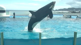 Orca Performances at Kamogawa Sea World Sep.2023_2