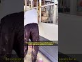 ✨ Upgrade Your Projects with Metal Carving Panels! ✨ #shortvideo #buildingmaterials #construction