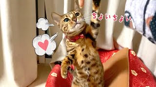 まだ寝ませーん！夜遊びオネダリ攻撃が優勝しております…