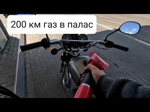 🐅ДАЛЬНЯК _ НА АЛЬФЕ.