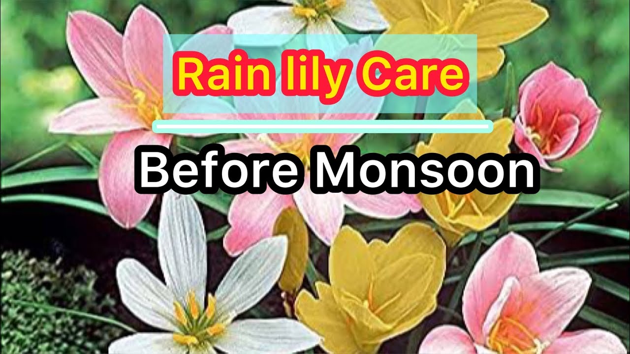 How to Rain lily Care Before Monsoon॥ मानसून के पहले रेन लिली के बल्ब
