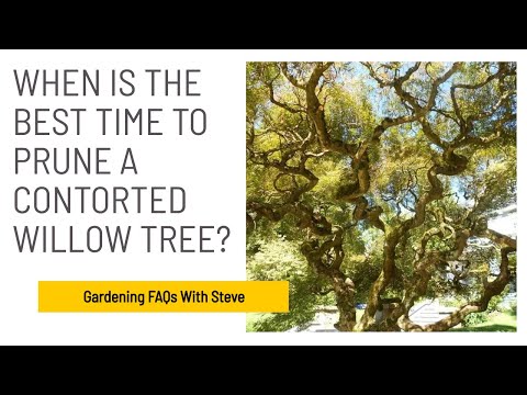 Video: Pemangkasan Pohon Willow - Pelajari Tentang Memangkas Pohon Willow