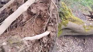 using magic to look under the soil of a large beech tree