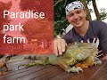 Самуи достопримечательности Paradise park farm