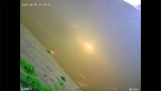 Coy fish