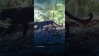 Tim Ekspedisi Tni Ad Temukan 19 Macan Tutul Jawa Di Sanggabuana