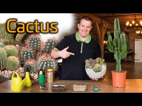 Tips voor de verzorging van je Cactus