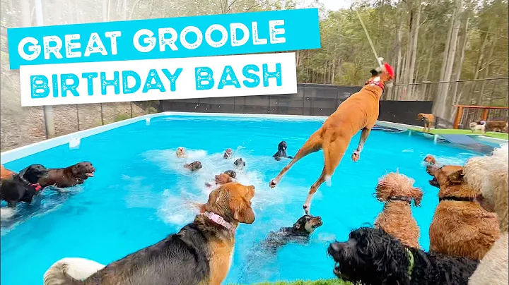 Happy bday Donald the Groodle, the BIG SPORTS POOL...