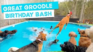 Happy b’day Donald the Groodle, the BIG SPORTS POOL opens up, the shelter PUPPIES MEET Monday’s pack