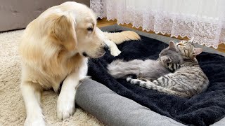 Funny Kittens Have Taken Over a Golden Retriever's Bed and Refuse to Leave