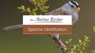 Bird Academy—Welcome to Sparrow Identification screenshot 3