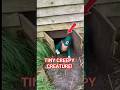 This Tiny Creature Isn’t What You Think 😳 #creepyshorts #mystery #viral