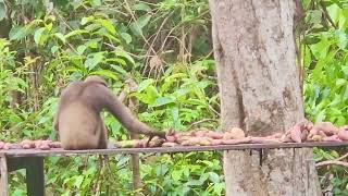 Bornean Gibbon In Tanjung Puting National Park, Indonesian Borneo