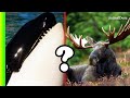 ¿Podrían las orcas cazar alces?