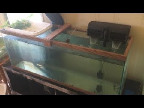 Catfish  Blue Channel Catfish – The iFISH Store