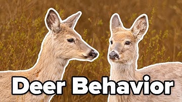 Deer Biology And Behavior
