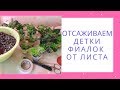 Отсаживаем детки фиалок от листа сразу на фитиль