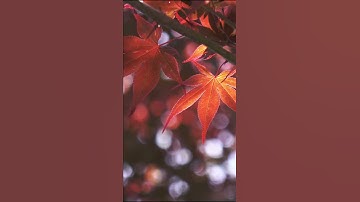 (Video-WP)[GET] Vintage red maple leaf