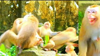 Old Monkey, Libby Fight Luna Cos Annoy Her Vānarāḥ-Kh