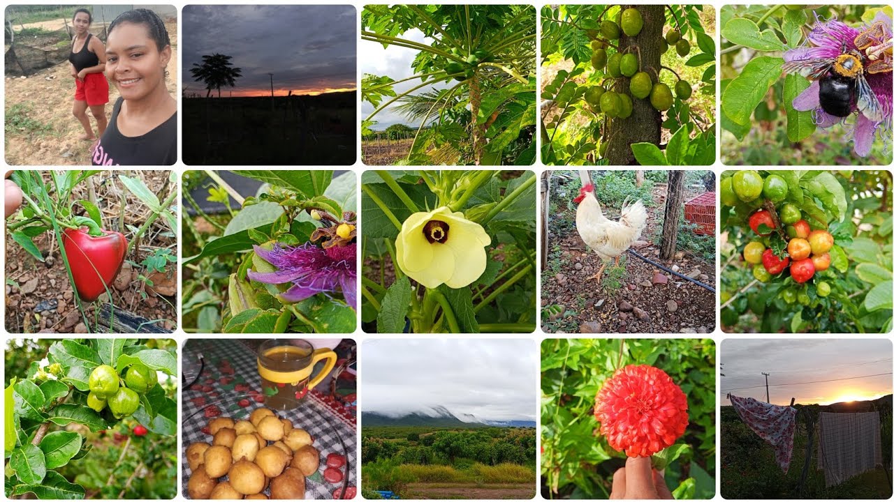 🌱 A Vida Simples da Roça Que Acalma o Coração 🌅🐔 Dias de muito trabalho e gratidão por aqui 🙏❣️