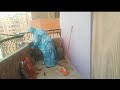 لولولولولي زغرطولي ياولاد اخيرا هنضف البلكونه 🪴🌱🌷🐑🕊️