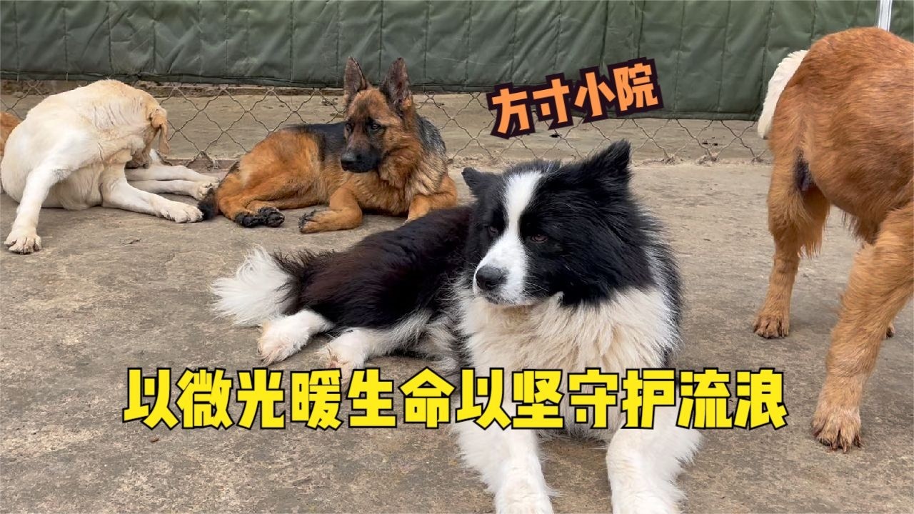 以微薄之力，護它們三餐安穩，平凡小院藏着200多隻毛孩子的希望