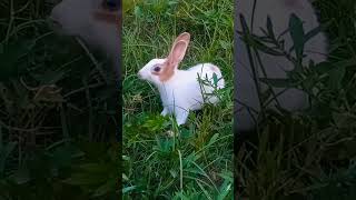 Bunny rabbit 🐇🐇#bunny #bunnybaby #cutebunny #babyrabbit #cuterabbit #cuteanimals #viralvideo