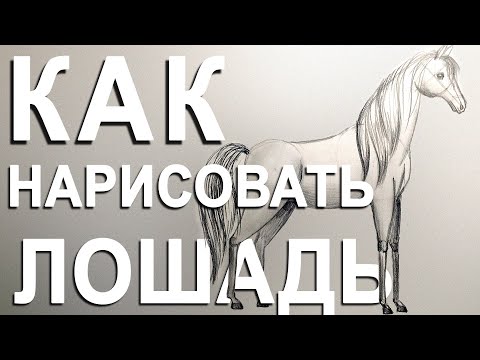 Как нарисовать лошадь карандашом. Поэтапный рисунок.