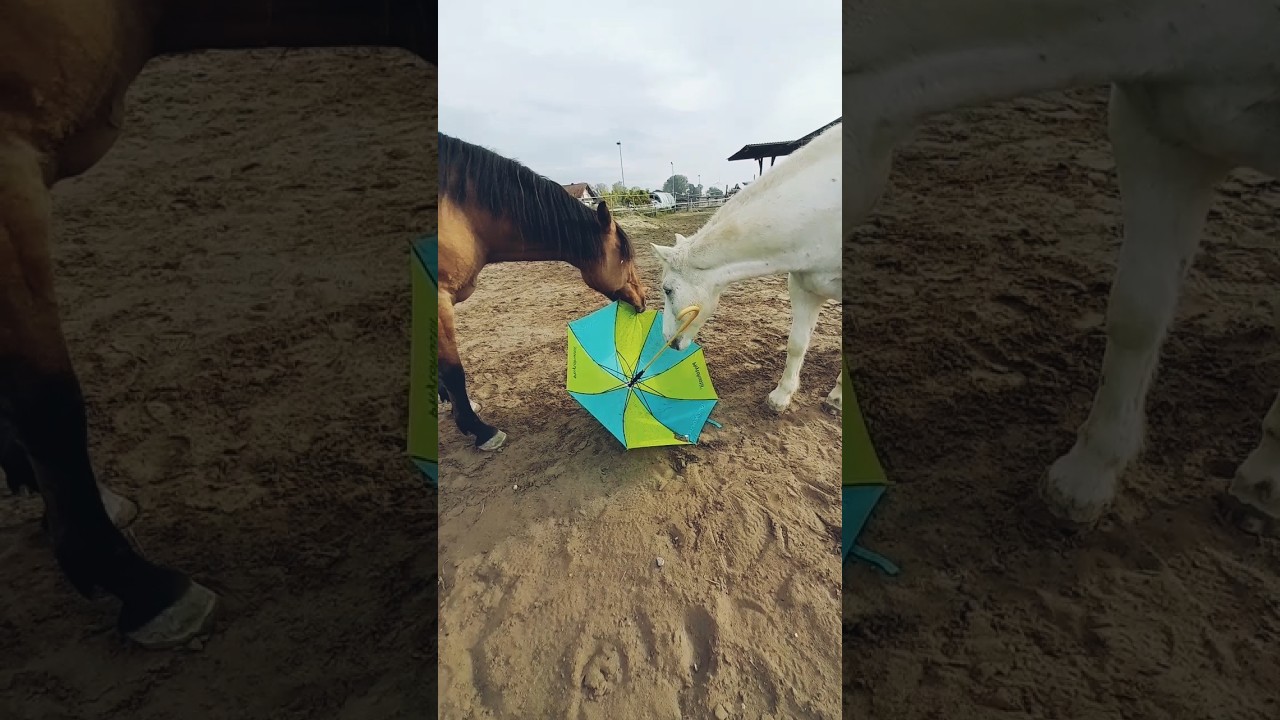 Antischreck Training mit den Ponys