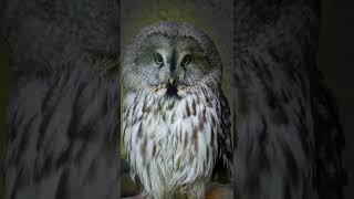 Owl Whatsapp Status. Owl Sounds.