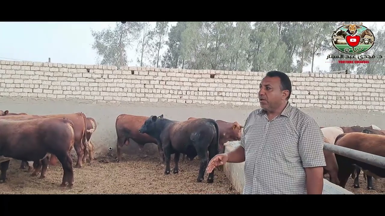 عجول السمنتال الاضحيه من قلب المزرعه ٢٠٢٥