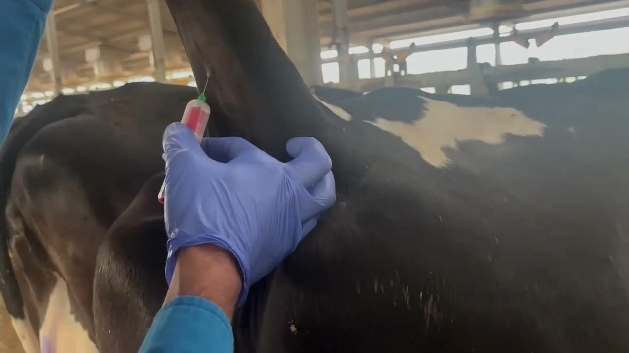 Getting a blood sample from the tail veins of a cow, Blood collection ...