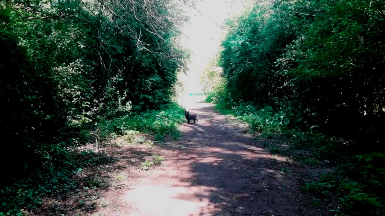 Watch Wandering on YouTube Watch Wandering on YouTube