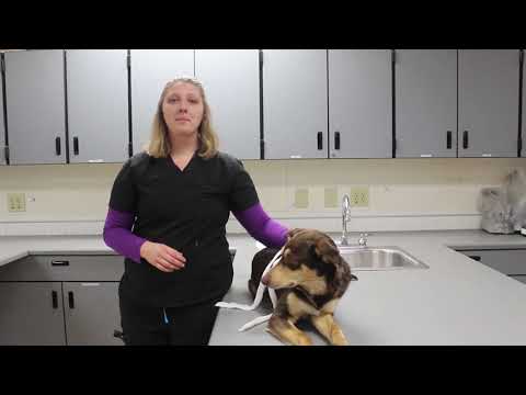Gauze Dog Muzzle Video