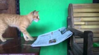 Funny Cat Fails To Run Due To Entrapment