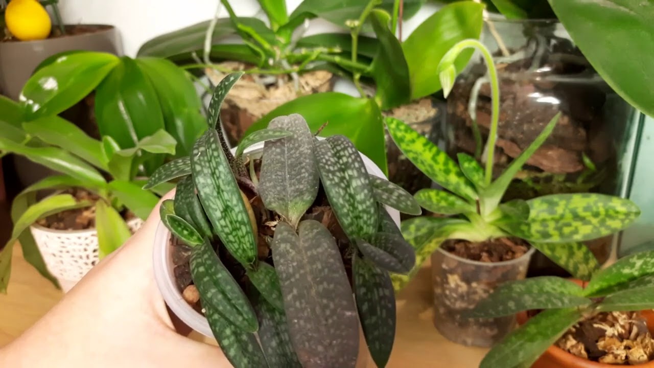 Пафиопедилум (венерин башмачок) Конколор, Мауди, Микрантум Орхидея Пересадка  Пафиопедилум уход