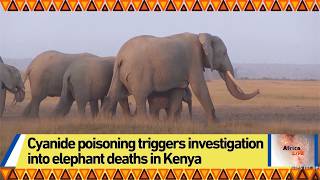 Cyanide poisoning triggers investigation into elephant deaths in Kenya