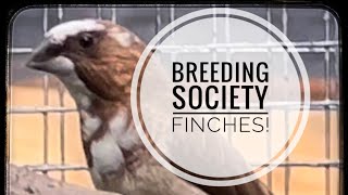 How to Breed: Society Finches!